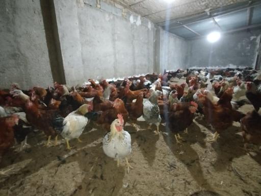 عکس دامداری دادخواه