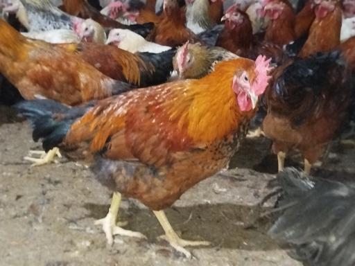 عکس دامداری دادخواه