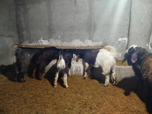 عکس دامداری دادخواه