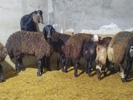 عکس دامداری دادخواه