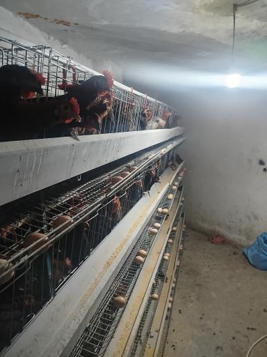 عکس دامداری دادخواه