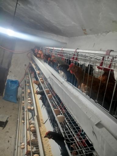 عکس دامداری دادخواه