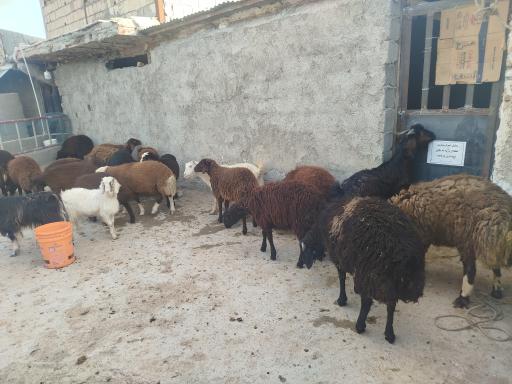 عکس دامداری دادخواه