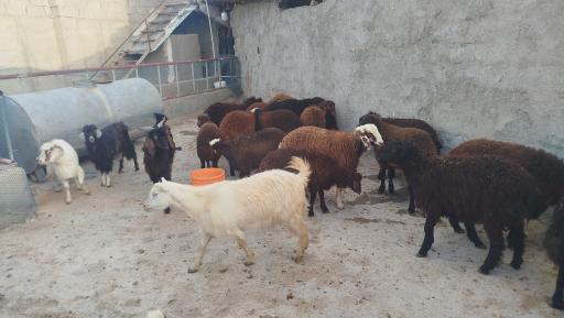 عکس دامداری دادخواه