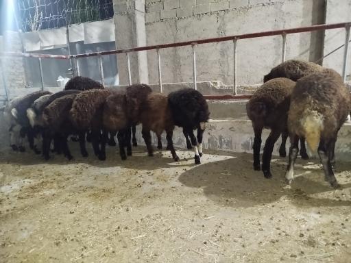 عکس دامداری دادخواه