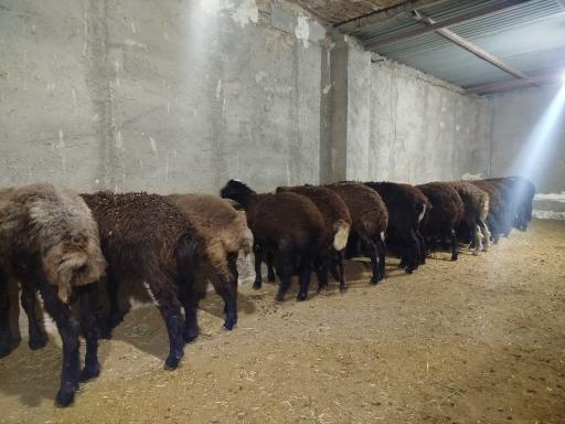 عکس دامداری دادخواه