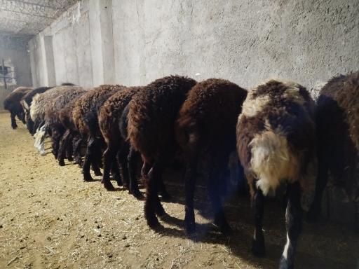 عکس دامداری دادخواه