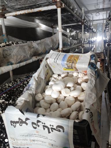 عکس تولیدی قارچ خلاق شیروان