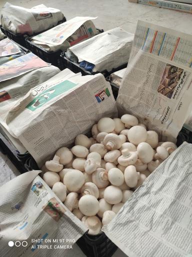 عکس تولیدی قارچ خلاق شیروان