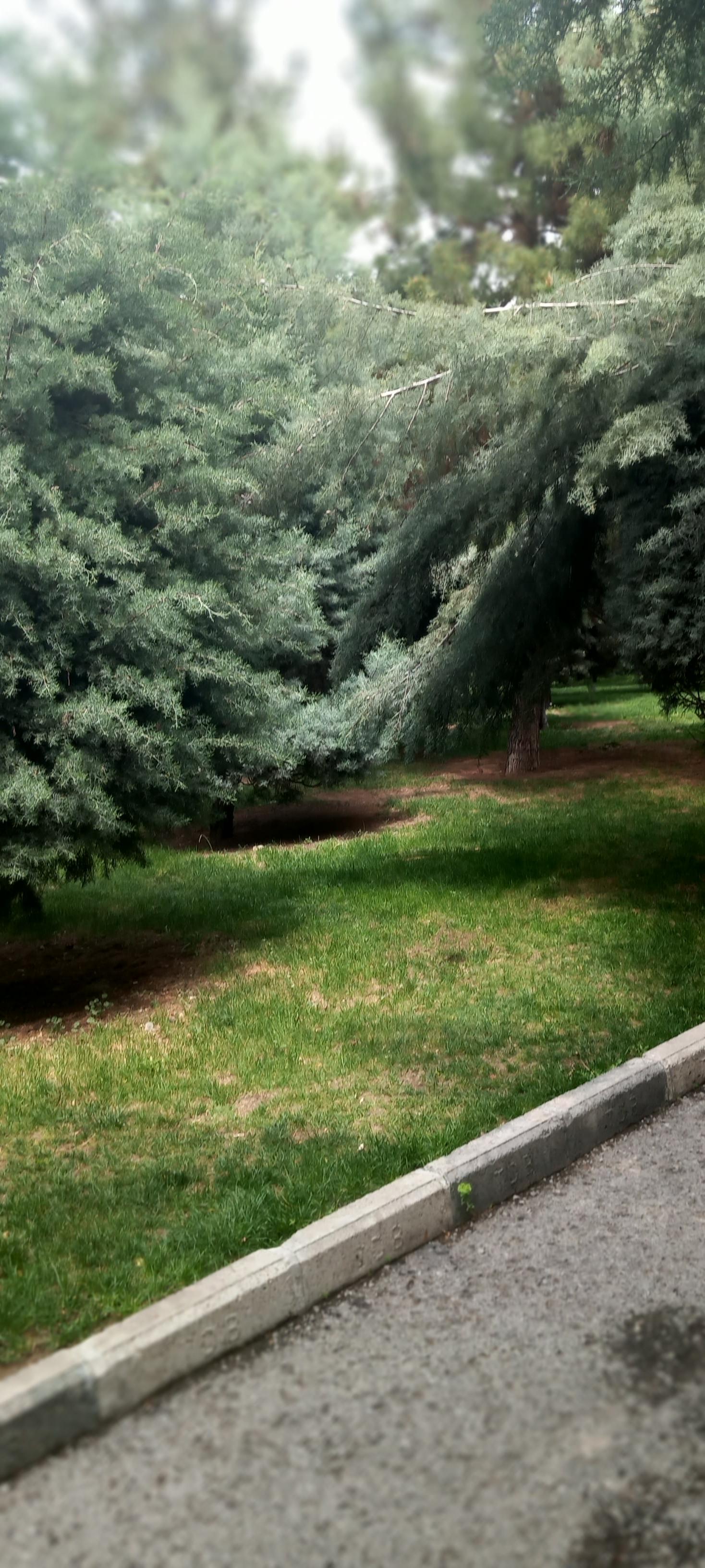 عکس بوستان سپیدار