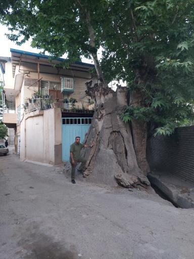 چنار ۸۰۰ تا ۲هزار ساله