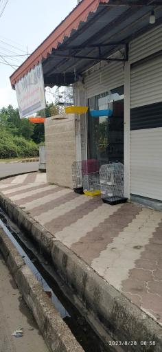 پرنده فروشی چی چی نی پت