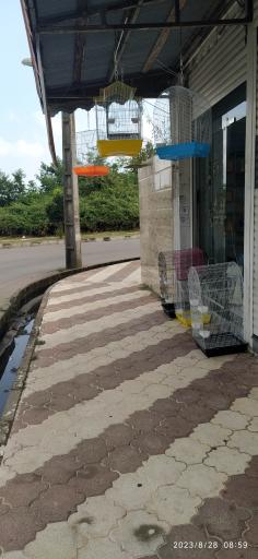 پرنده فروشی چی چی نی پت