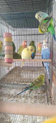 پرنده فروشی چی چی نی پت