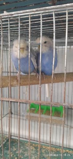 پرنده فروشی چی چی نی پت