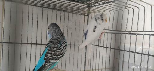 پرنده فروشی چی چی نی پت