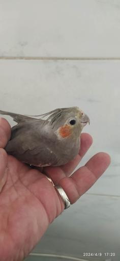 پرنده فروشی چی چی نی پت