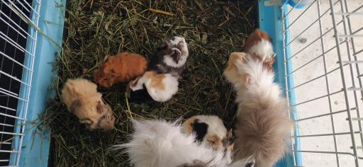 پرنده فروشی چی چی نی پت