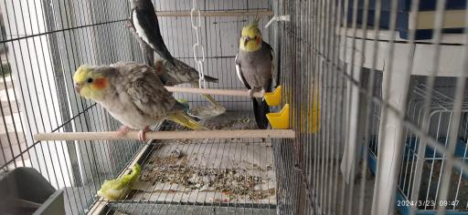 پرنده فروشی چی چی نی پت