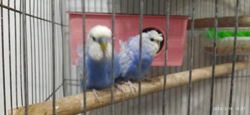 پرنده فروشی چی چی نی پت