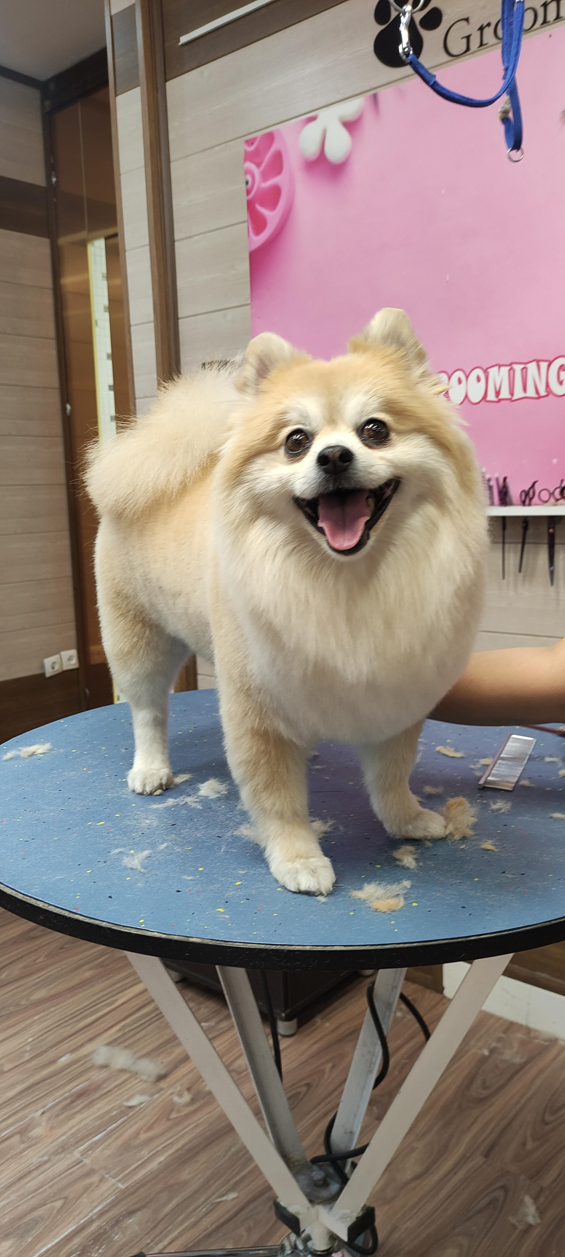 عکس پت شاپ پانیک