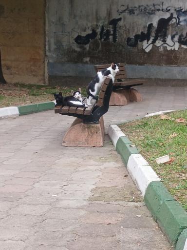 عکس پارک سیمرغ