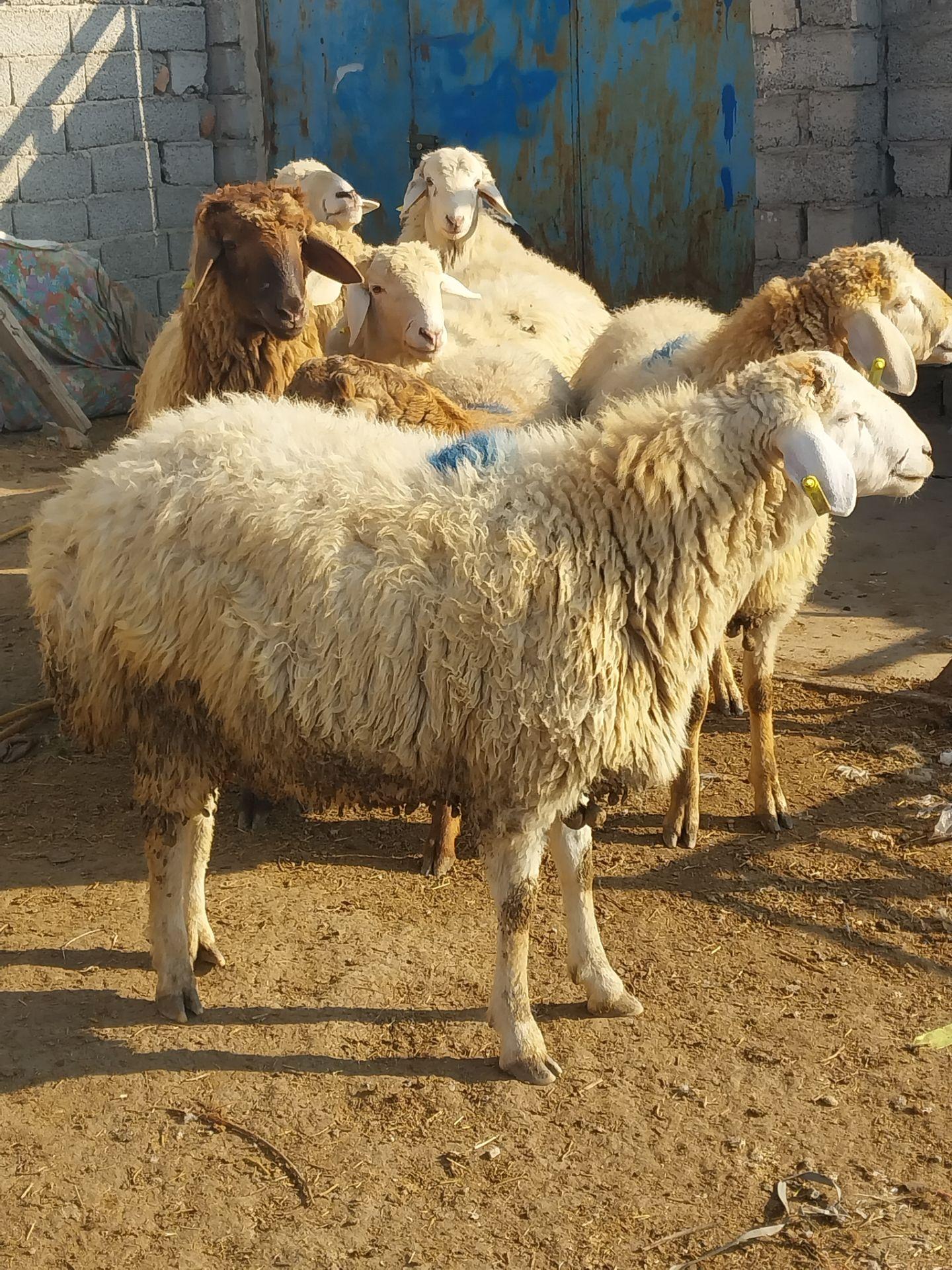 عکس دامداری عبدی