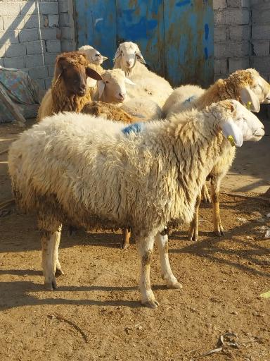 دامداری عبدی