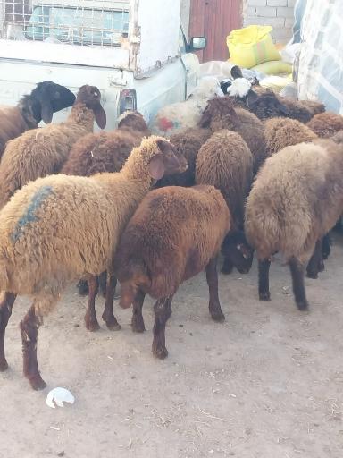 دامداری عبدی