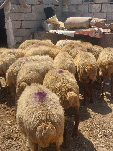 عکس دامداری عبدی