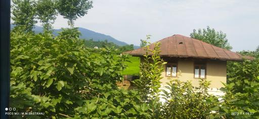 عکس شالیزارهای رحیم آباد