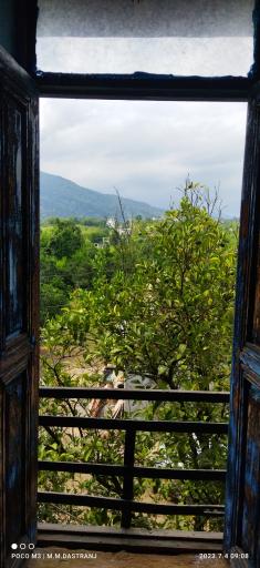 عکس شالیزارهای رحیم آباد