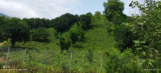 عکس شالیزارهای رحیم آباد