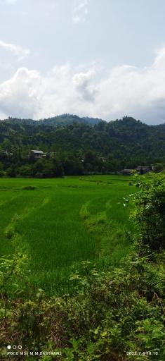 عکس شالیزارهای رحیم آباد