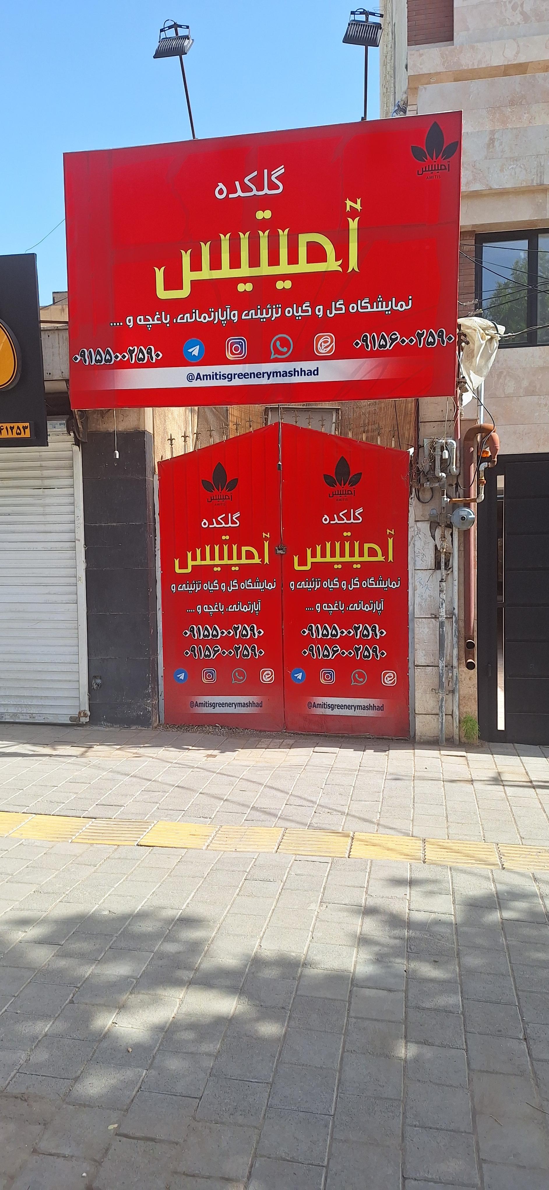 عکس گلکده آمیتیس