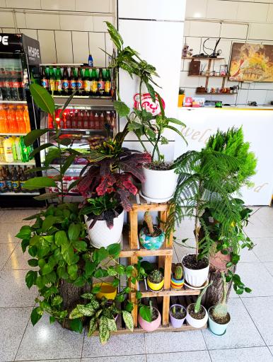 عکس فست فود آرا