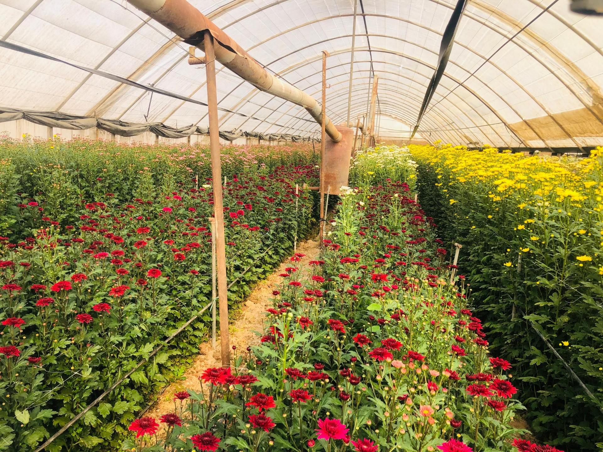 عکس باغ گل داودی و عروس