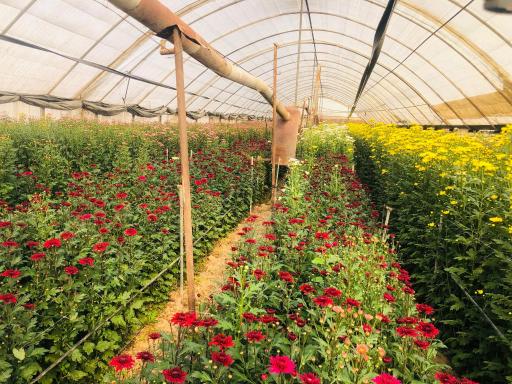 عکس باغ گل داودی و عروس