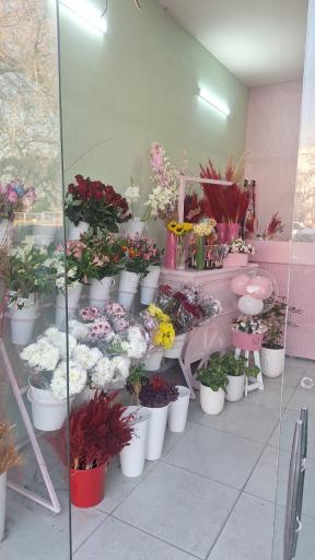 عکس گل فلامینگو