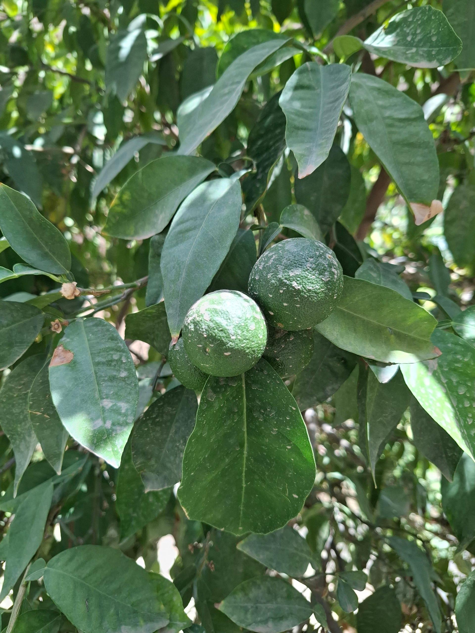 عکس پارک نارنج