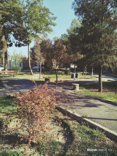 عکس بوستان لت فر 2