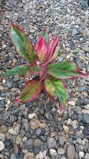 عکس گلکده رها