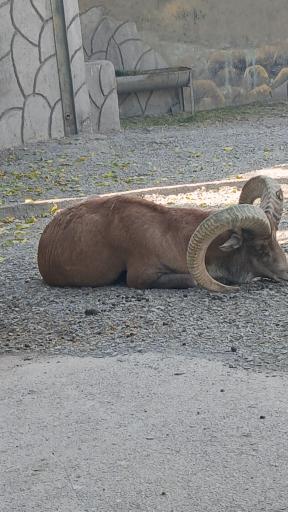 باغ وحش وکیل آباد