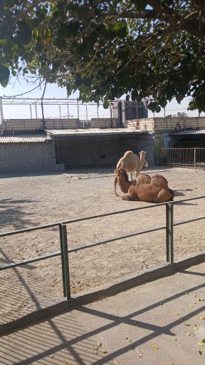 باغ وحش وکیل آباد