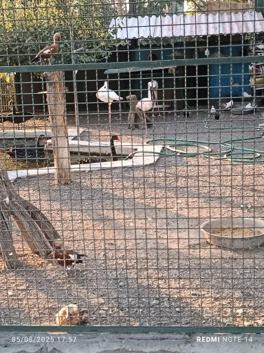 عکس باغ وحش وکیل آباد