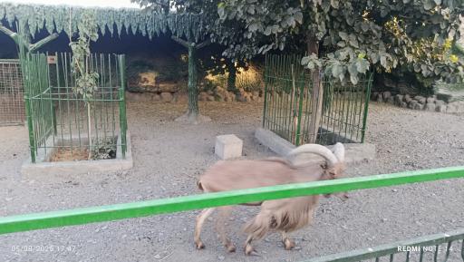 عکس باغ وحش وکیل آباد