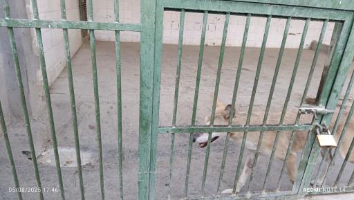 عکس باغ وحش وکیل آباد