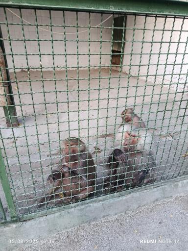 عکس باغ وحش وکیل آباد