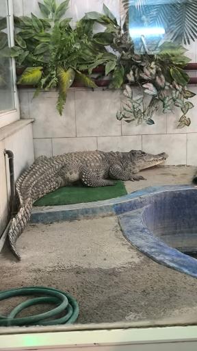 عکس باغ وحش وکیل آباد