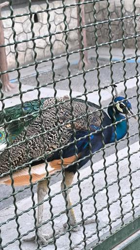 باغ وحش وکیل آباد